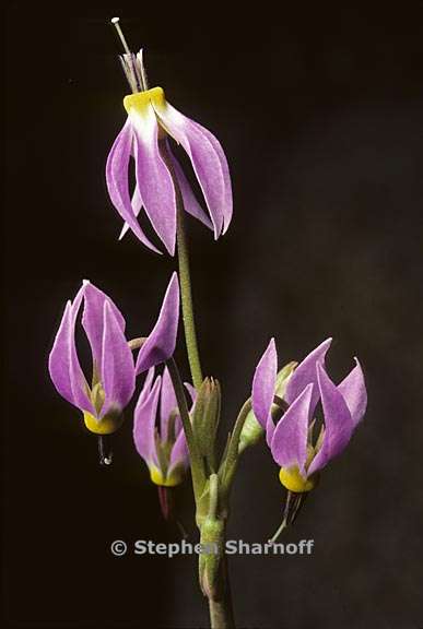 primula fragrans 3 graphic